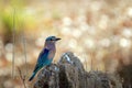 Indian Roller