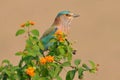 Indian roller Coracias benghalensis, a member of the roller family of birds in Jim Corbett National Park, India Royalty Free Stock Photo