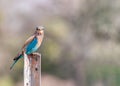 A Indian Roller Eye to Eye contact Royalty Free Stock Photo