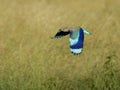 Indian Roller flight with whole wing displayed