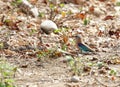 Indian roller in Jhirna forest Royalty Free Stock Photo