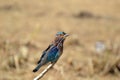 Indian Roller or Neelkanth bird