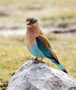 Indian Roller or Neelkanth bird