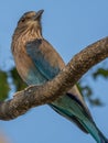 Indian Roller perched Royalty Free Stock Photo