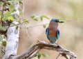 Indian roller perched on a tree in Jhirna Forest Royalty Free Stock Photo