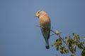 Indian Roller Perching on Twig