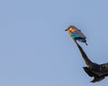 Indian Roller Royalty Free Stock Photo
