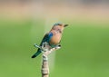 Indian roller sits on the device for irrigation. Royalty Free Stock Photo