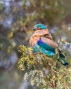 A Indian Roller Royalty Free Stock Photo