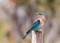 A Indian Roller sitting in style Royalty Free Stock Photo