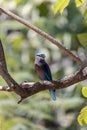 Indian roller In Wachirabenchathat Park, Bangkok. Royalty Free Stock Photo