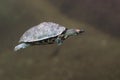 Indian roofed turtle