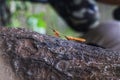 Indian rose mantis on tree