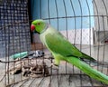Indian rose ringed neck green parakeet parrot in a cage