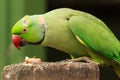 Indian rose-ringed parakeet eating nuts Royalty Free Stock Photo