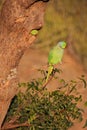 Indian Rose-ringed Parakeet sitting on a tree, Pushkar, Rajasthan, India