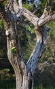 Indian rose-ringed parakeet on the tree. Sri Lanka. Royalty Free Stock Photo