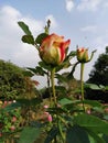 The Indian rose and very butiful