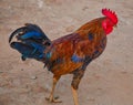 Indian Roster Cock On Ground. Royalty Free Stock Photo