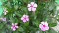 Indian rosy periwinkle flowers.