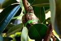 Indian rubber tree roots Derived from the propagation by graft. Rubber plant propagation