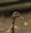 Indian runner bird in autumn cloudy day