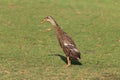 Indian runner duck