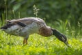 Indian runner duck