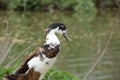 Indian runner duck