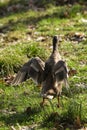 indian runner Duck standing on the ground in the park. Royalty Free Stock Photo