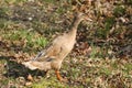 indian runner Duck standing on the ground in the park. Royalty Free Stock Photo