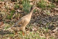 indian runner Duck standing on the ground in the park. Royalty Free Stock Photo