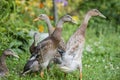 Indian runner ducks in the garden