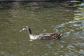 Indian Running Duck, swim in a pond, the sun shines on the feathers, reflections in the water Royalty Free Stock Photo