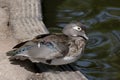 Indian Running Duck, swim in a pond, the sun shines on the feathers, reflections in the water Royalty Free Stock Photo