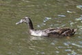 Indian Running Duck, swim in a pond, the sun shines on the feathers, reflections in the water Royalty Free Stock Photo