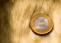 Indian rupee lying on a fur carpet