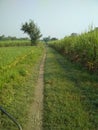 Indian rural farm path with grass, ganna and tree on the way in kushinagar