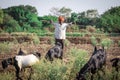 Indian rural men herding flock of sheep