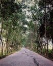 Indian rural roads