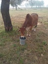 Indian rural scene indan cow drinking water in bucket. Royalty Free Stock Photo