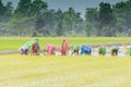 Indian rural women farming paddy