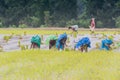 Indian rural women farming paddy