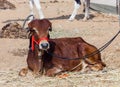 Indian sacred animal cow