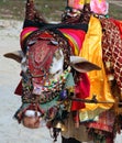 Indian sacred cow on the beach, GOA Royalty Free Stock Photo