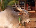 Indian sacred cow on the beach in GOA Royalty Free Stock Photo