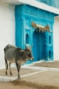 Indian sacred cow and blue gates Royalty Free Stock Photo