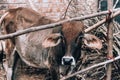 Indian sacred cow zebu calf on farm in Indian village. Royalty Free Stock Photo