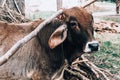 Indian sacred cow zebu calf on farm in Indian village. Royalty Free Stock Photo