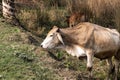 Indian sacred humpback zebu cow grazing in meadow Royalty Free Stock Photo